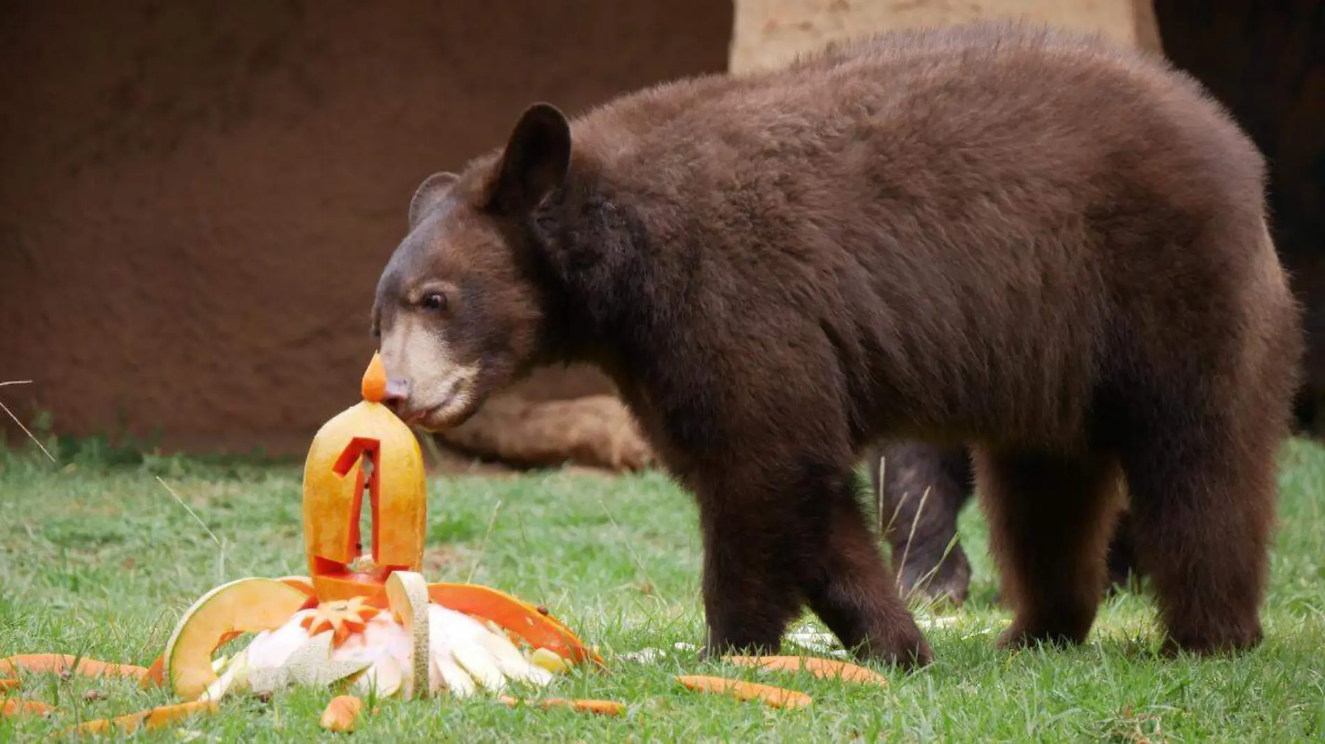 Oso negro